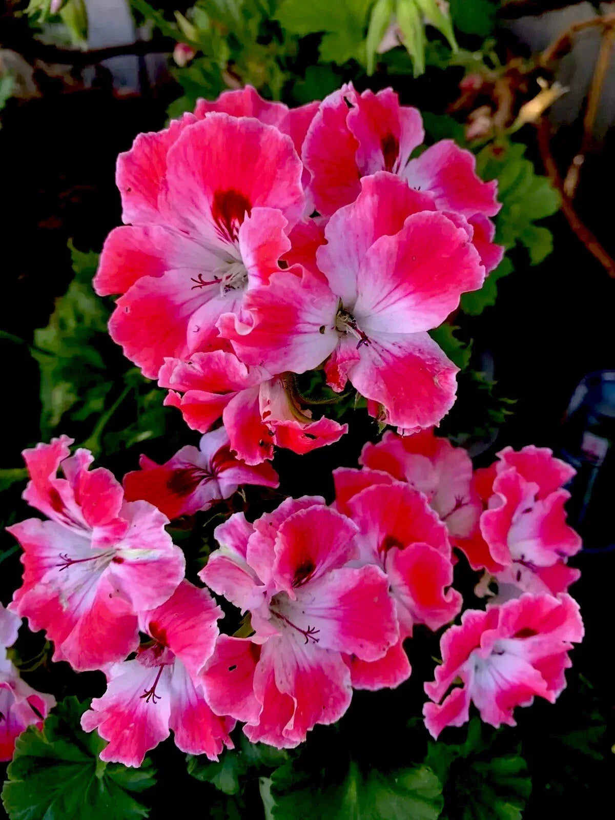 Geranium Starter Cuttings 2 Pack Reddish Pink and Maroon Pelargonium spp. Indoor Outdoor Plant