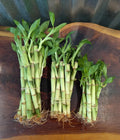 Lucky Bamboo Plants Set of 5/10 - 4", 6", 8" Dracaena sanderiana Indoor Plants