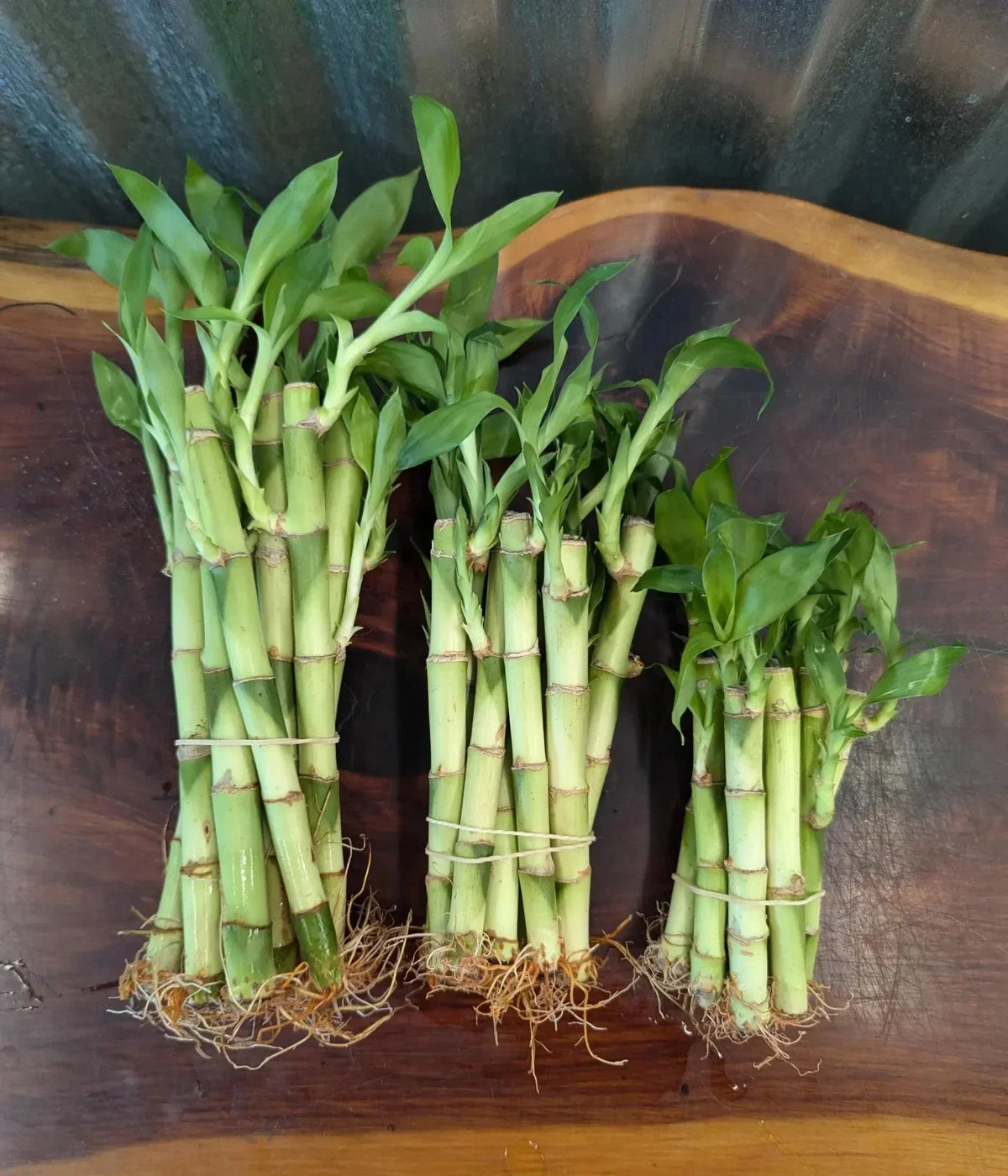 Lucky Bamboo Plants Set of 5/10 - 4", 6", 8" Dracaena sanderiana Indoor Plants