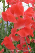 Edith Flanagan Sweet Pea Seeds - 50+ Pack, Heirloom Lathyrus odoratus, Climbing Vine, Fragrant Blooms, Pollinator Attractant, Garden Seeds