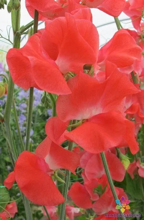 Edith Flanagan Sweet Pea Seeds - 50+ Pack, Heirloom Lathyrus odoratus, Climbing Vine, Fragrant Blooms, Pollinator Attractant, Garden Seeds