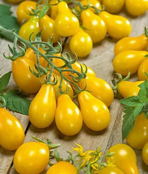 Small Yellow Pear Cherry Tomato Seeds | Heirloom Non-GMO Solanum lycopersicum | Container & Garden Planting