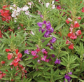 Balsam Flower Seeds, Double Blooms Mix, Impatiens Balsamina, Vibrant Colors, Shade-Loving, 50+ Seeds for Garden & Container