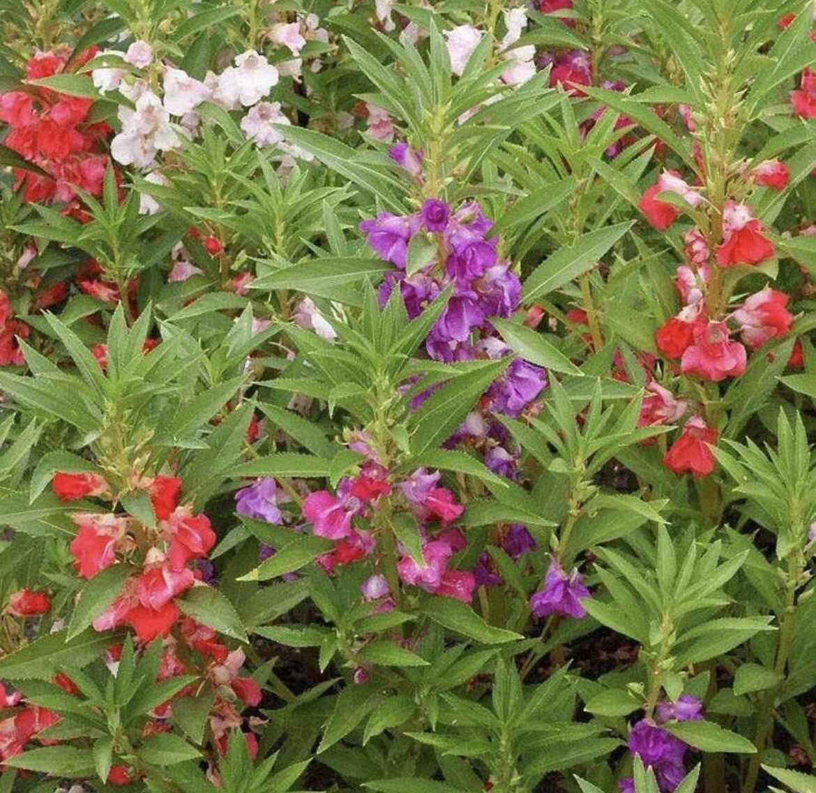 Balsam Flower Seeds, Double Blooms Mix, Impatiens Balsamina, Vibrant Colors, Shade-Loving, 50+ Seeds for Garden & Container