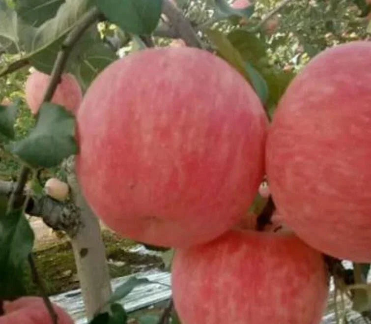 Red Fuji Apple Seeds - 33+ Crisp Sweet Juicy Fruit Tree Seeds - Malus domestica 'Fuji' for Home Garden & Orchard