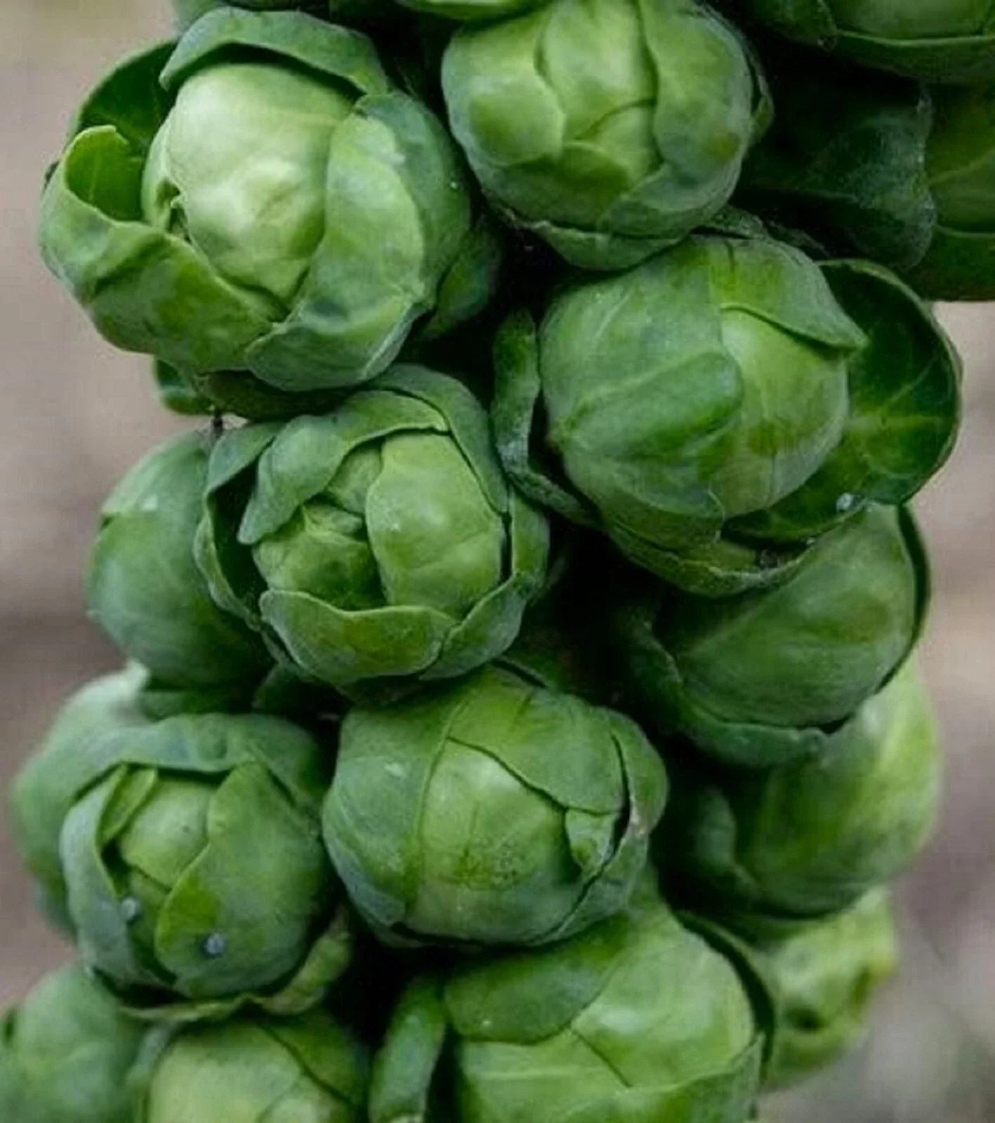 Brussels Sprout Seeds 200+ Non-GMO Long Island Variety Brassica oleracea for Home Gardeners