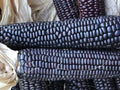 Ornamental Corn Seeds - Blue Hopi Variety - Vibrant Blue Kernels - Zea mays Subsp. Mays for Decorative Gardens