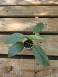 Philodendron Silver Sword 2.5" Pot - Philodendron hastatum, Indoor Greenery, Low Maintenance Houseplant