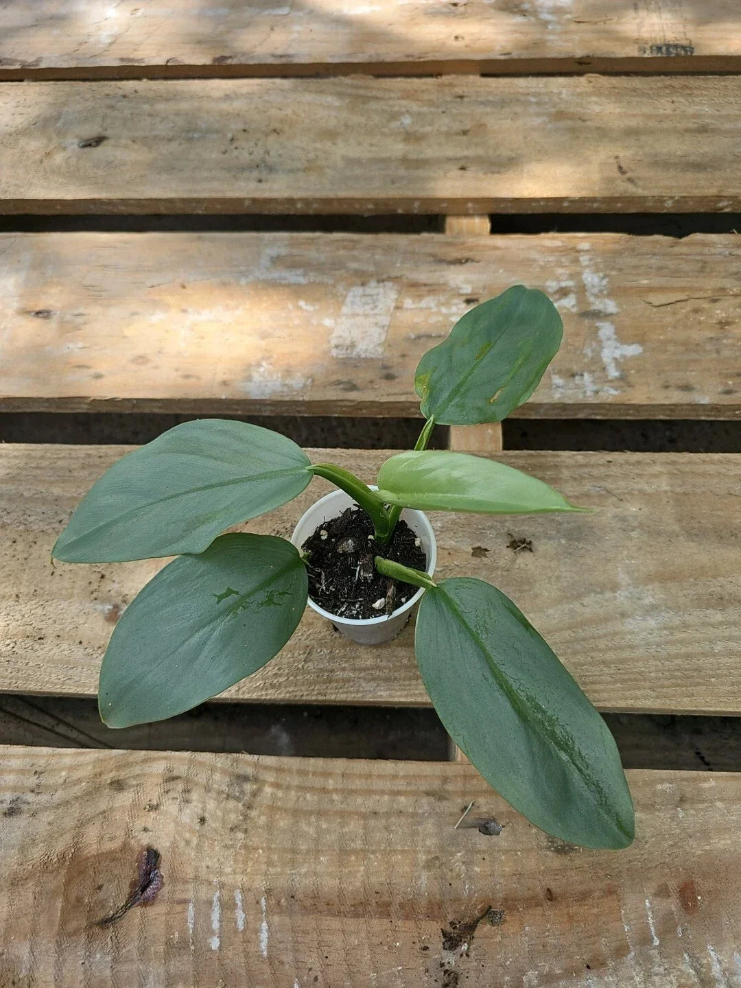 Philodendron Silver Sword 2.5" Pot - Philodendron hastatum, Indoor Greenery, Low Maintenance Houseplant