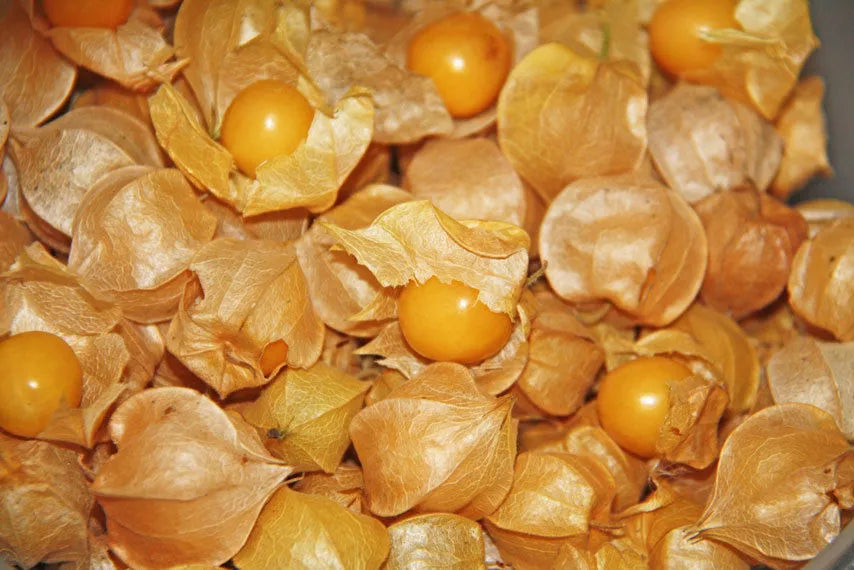 Ground Cherry Seeds - 100+ Physalis pruinosa Organic Heirloom Seeds for Home Gardening