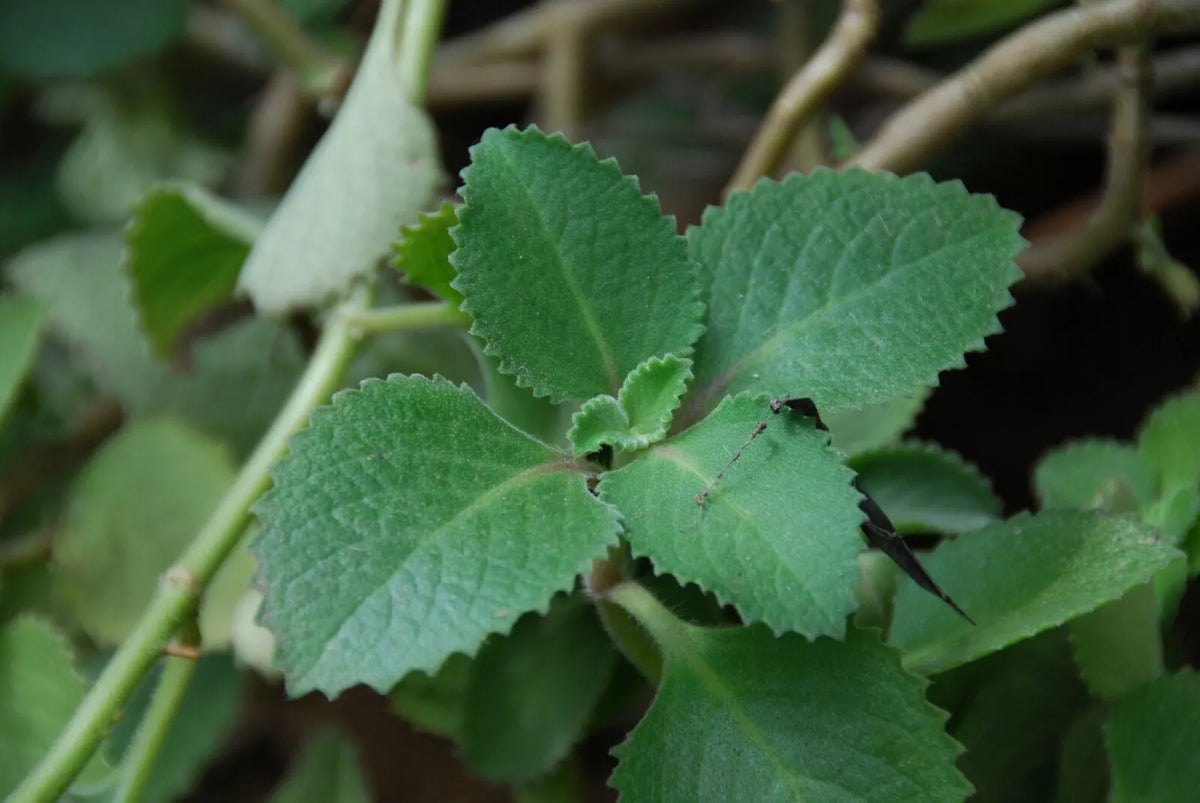 Cuban Oregano Plant - 4-8 Inches - Plectranthus amboinicus - Medicinal & Culinary Herb Indoor Houseplant