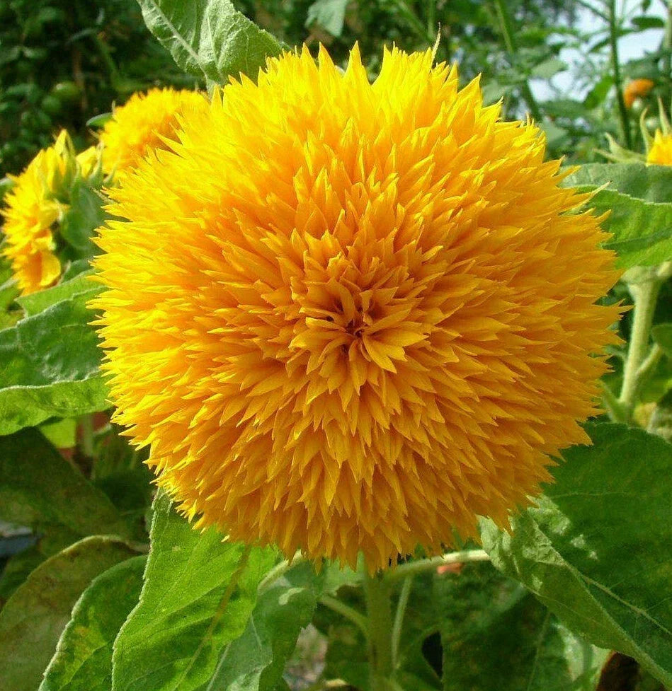 Teddy Bear Sunflower Seeds | Dwarf Helianthus annuus | Golden Yellow, Compact Growth, Garden & Container Plant