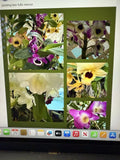 Dendrobium Orchid Plant – Bare Root 1 Stem – Indoor Houseplant – Exotic Orchid for Home Decor – Dendrobium spp.