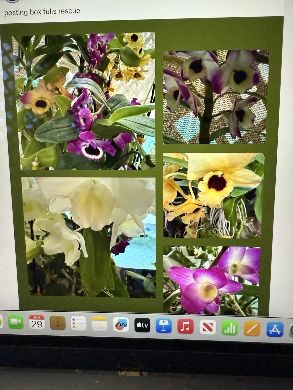 Dendrobium Orchid Plant – Bare Root 1 Stem – Indoor Houseplant – Exotic Orchid for Home Decor – Dendrobium spp.