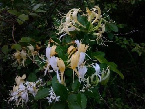 Japanese Honeysuckle Vine Live Rooted Plants, Fragrant Lonicera japonica, Heirloom Southern Alabama, Climbing Vine, 5 Pack