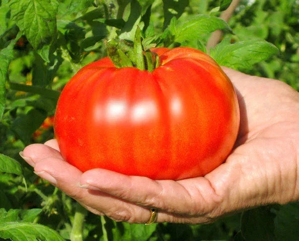 Bulk Beefsteak Tomato Seeds - Large Slicing Variety - Lycopersicon esculentum - 200 Seeds for Home Garden, Fresh Eating, High Yield