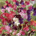 Sweet Pea Heirloom Flower Seeds - 50 Non-GMO Lathyrus odoratus Climbing Vines for Garden, Fences, Borders