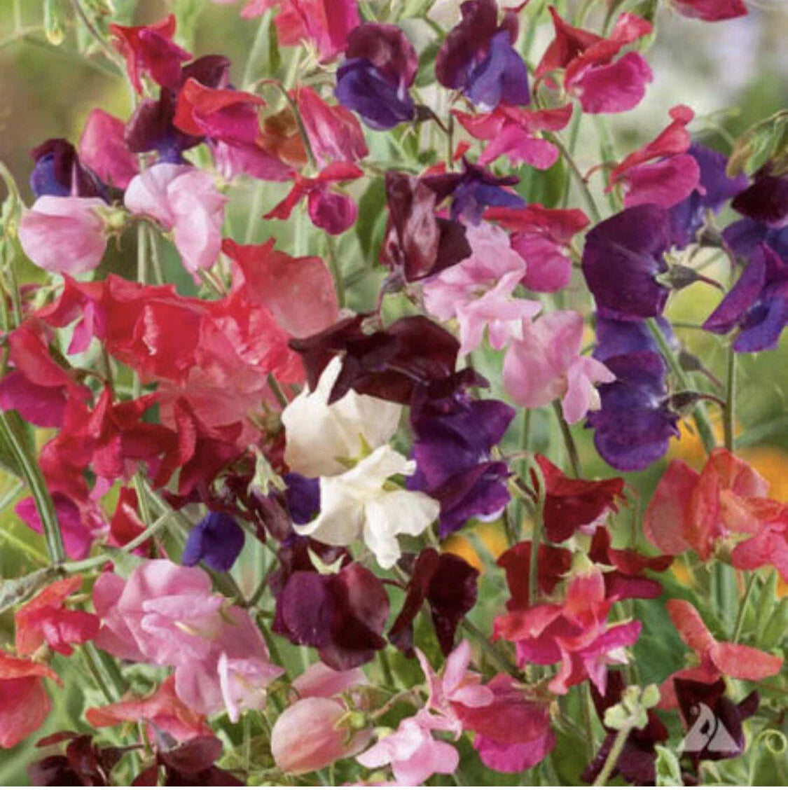 Sweet Pea Heirloom Flower Seeds - 50 Non-GMO Lathyrus odoratus Climbing Vines for Garden, Fences, Borders