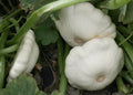 Early White Bush Scallop Patty Pan Squash Seeds - 25 Pack, Cucurbita pepo, Summer Garden, Compact Bush, Non-GMO, USA