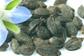 Borage Starflower Seeds - 50+ Borago officinalis Herb Garden Plant for Edible Flowers & Pollinator Attraction