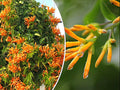 Honeysuckle Vine Seeds 20 Pack Orange Flowers Lonicera ciliosa Climbing Climber Garden Plant