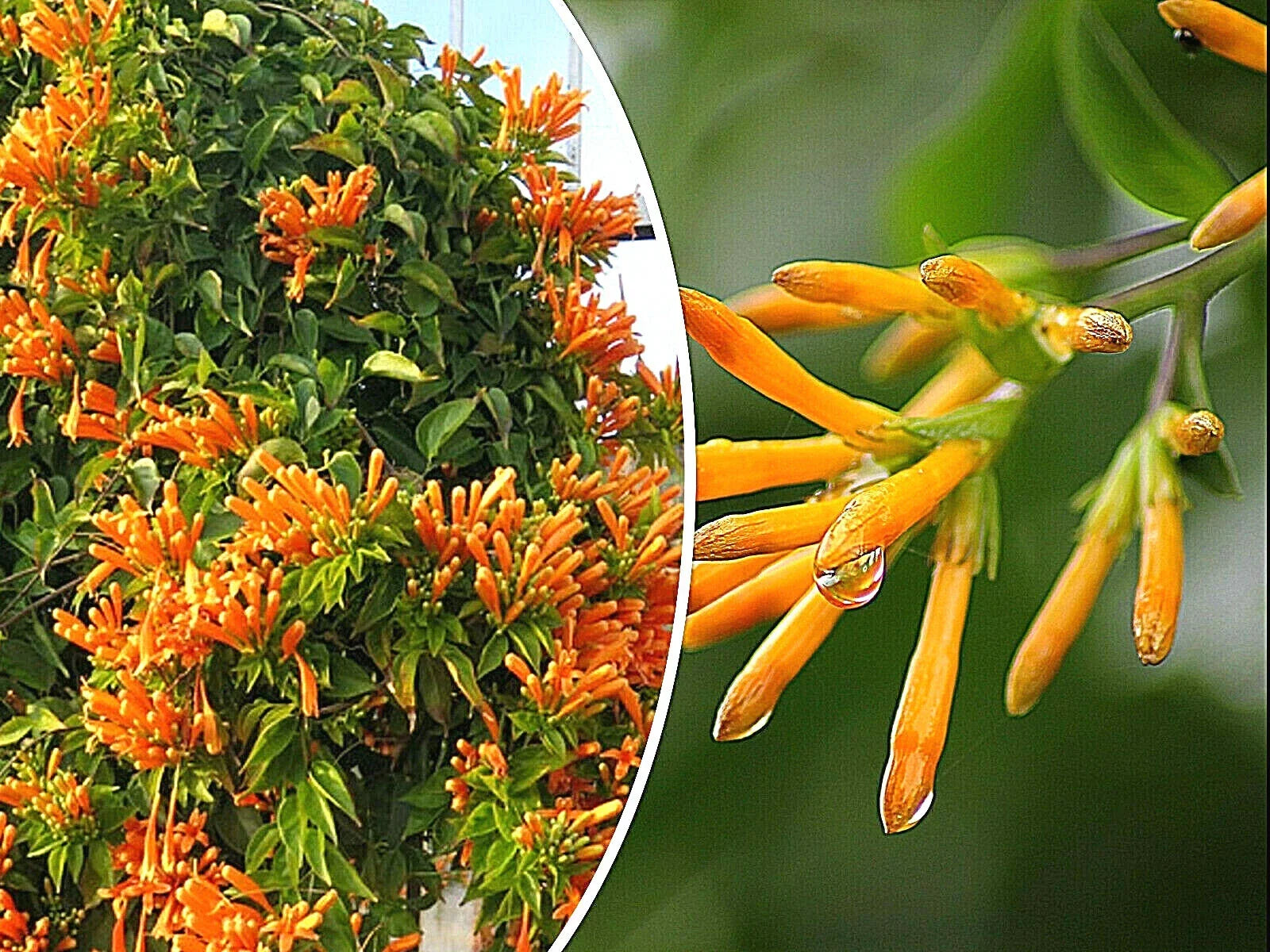 Honeysuckle Vine Seeds 20 Pack Orange Flowers Lonicera ciliosa Climbing Climber Garden Plant
