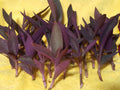 Wholesale 24 pcs Purple Heart Wandering Jew Cuttings for Rooting - Tradescantia pallida Plant Propagation