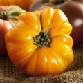Heirloom Amana Orange Tomato Seeds – Non-GMO, Indeterminate, Sweet Flavorful Fruits, 50 Seeds, Solanum lycopersicum