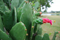 Prickly Pear Cactus Plant - Rooted Opuntia with Edible Nopal & Fruit, Drought-Tolerant, Full Sun, Hardy Opuntia spp.