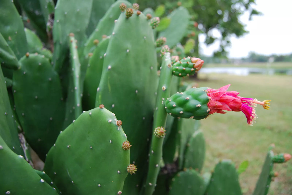 Prickly Pear Cactus Plant - Rooted Opuntia with Edible Nopal & Fruit, Drought-Tolerant, Full Sun, Hardy Opuntia spp.