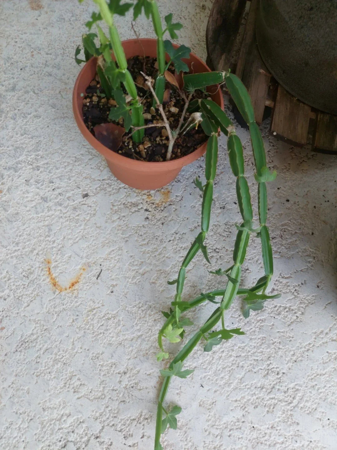 Cissus quadrangularis Climbing Vine - Exotic Rare Succulent with Square-Shaped Stems - Indoor & Outdoor Plant