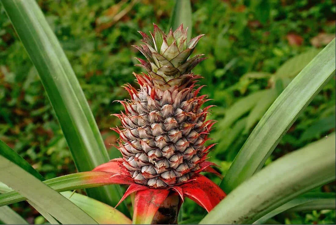 Wild Pineapple Seeds for Planting - Bromelia Pinguin Tropical Fruit Seeds - 10 Seeds for Indoor and Outdoor Gardens
