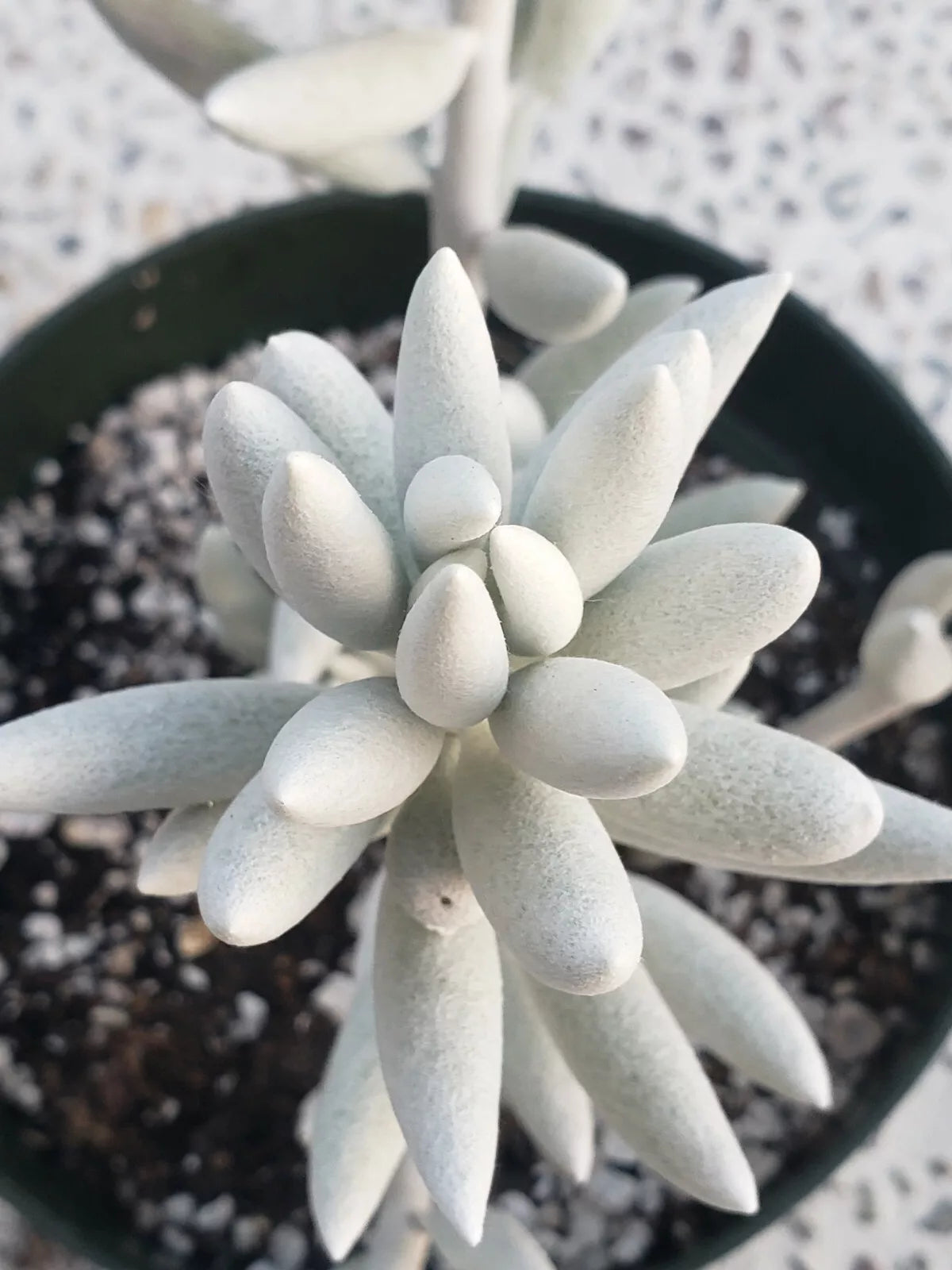 Rare Senecio Haworthii Succulent - 2" Diameter White Indoor Plant - Unique Low-Maintenance Succulent