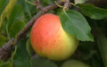 Gala Apple Seeds - 25 Pack, Heirloom Variety for Home Garden, Malus domestica, Easy to Grow, USA