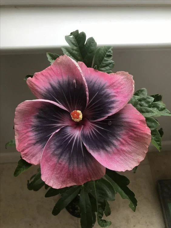 Pink Black Hibiscus Seeds – Perennial Flower Seeds for Garden, Hibiscus rosa-sinensis, 20 Pack