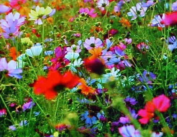 Wildflower Seed Mix 1/2 LB Fall Perennial 25-Variety Native Wildflowers for Garden Planting