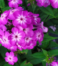 Purple Volcano Phlox Seeds - 100+ Pack, Garden Perennial, Phlox paniculata, Purple Blooms, Pollinator Attractant, USA Free Shipping