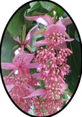 Medinilla Magnifica Starter Plant - Florinilla "AROSA" - Rare Tropical Houseplant - Live Well-Rooted in 4-Inch Pot