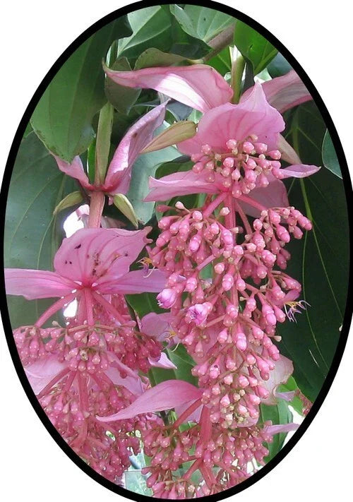 Medinilla Magnifica Starter Plant - Florinilla "AROSA" - Rare Tropical Houseplant - Live Well-Rooted in 4-Inch Pot