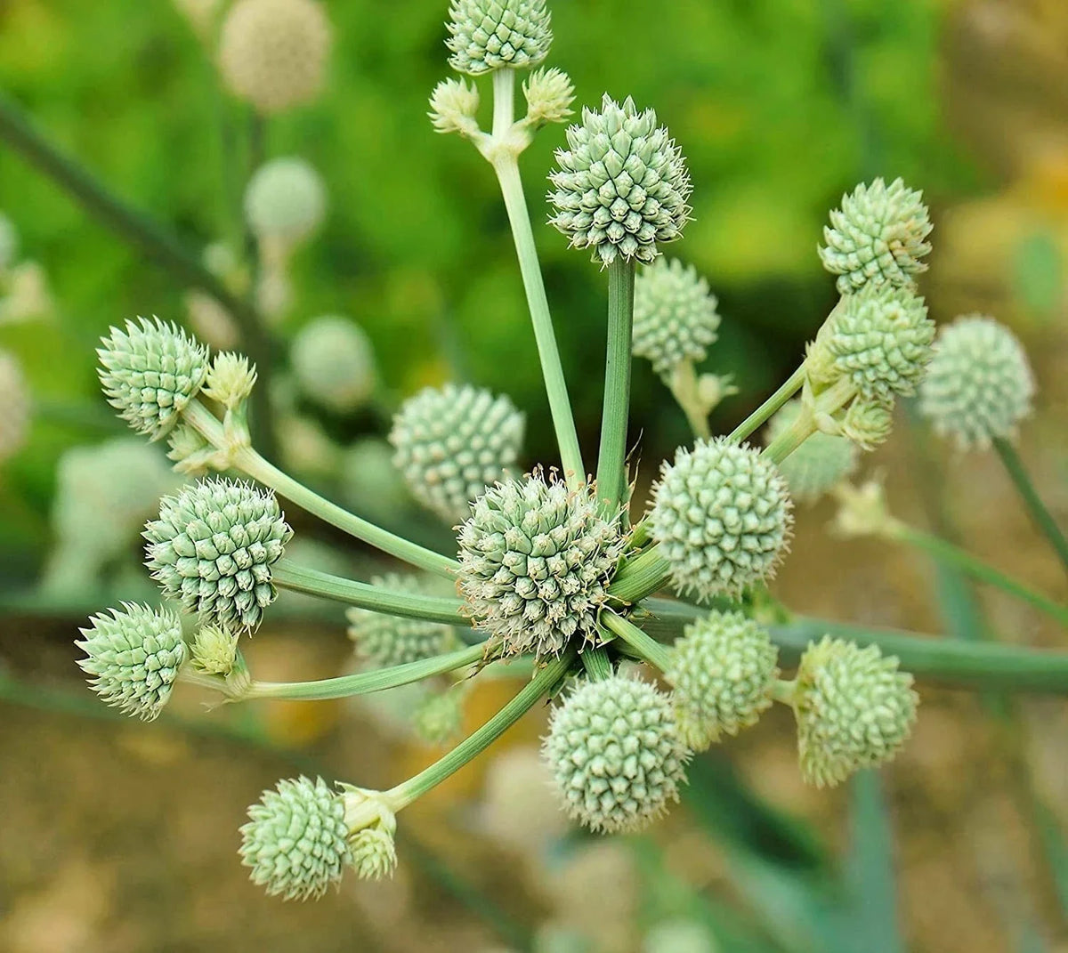 Rattlesnake Master Seeds - 100 Pack - Eryngium yuccifolium Hardy Herbaceous Plant for Prairie Gardens