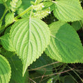 Green Perilla Seeds - Shiso Japanese Mint Basil Herb Seeds - Perilla frutescens - Asian Cuisine Culinary Herb Seed Pack