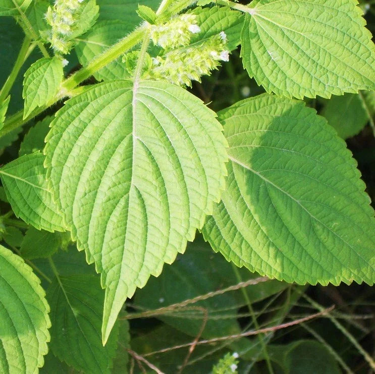 Green Perilla Seeds - Shiso Japanese Mint Basil Herb Seeds - Perilla frutescens - Asian Cuisine Culinary Herb Seed Pack