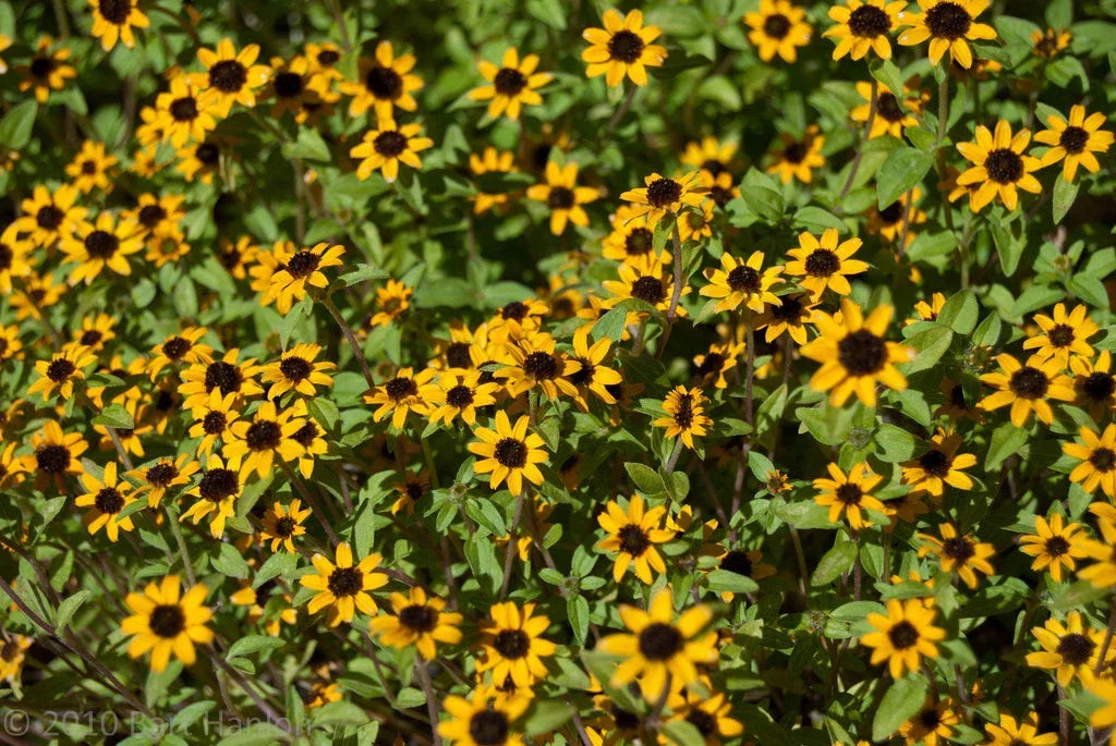 Creeping Zinnia Seeds - Low Groundcover - Zinnia angustifolia - Drought Tolerant, Butterfly Attracting, 150 Seeds