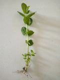 Apple Mint Cuttings - 15 Mentha suaveolens Herb Plant Clippings for Indoor Garden and Culinary Use