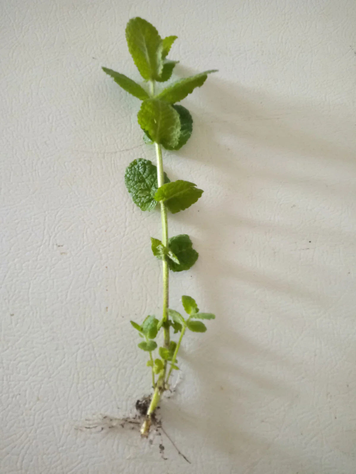 Apple Mint Cuttings - 15 Mentha suaveolens Herb Plant Clippings for Indoor Garden and Culinary Use