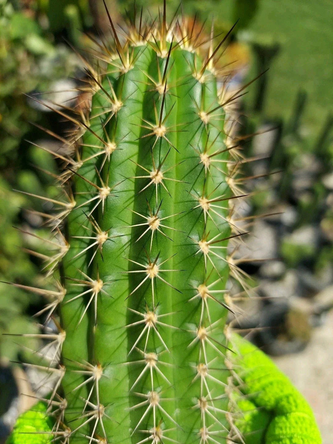 Echinopsis Thelegonus X Grandiflorus Cactus Cutting - Theleflora Hybrid Succulent for Collection