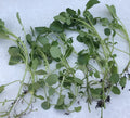 Live Watercress Cuttings with Roots – 15 Fresh Nasturtium officinale Edible Vegetables for Indoor & Outdoor Gardening