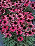 Wicked Coneflower Daisy Seeds - 200+ Pack, Echinacea purpurea, Perennial Garden Seeds for Pollinators, Full Sun, USA Grown
