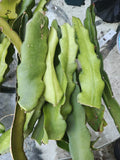 Dragon Fruit Cuttings 4-6" Red Flesh Hyocereus Polyrhizus Grafting Ready - 3 Pack