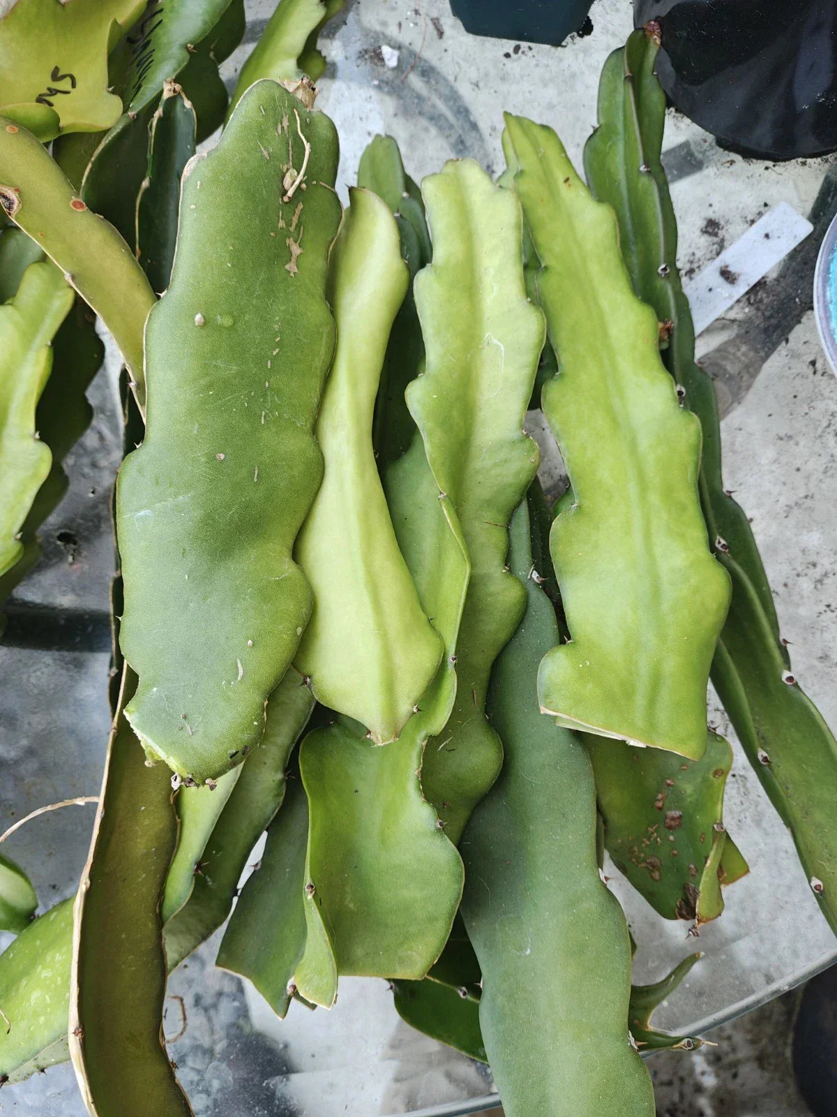 Dragon Fruit Cuttings 4-6" Red Flesh Hyocereus Polyrhizus Grafting Ready - 3 Pack